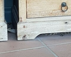 Tiliqua scincoides