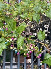 Ampelopsis