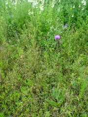 Cirsium canum