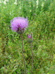 Cirsium canum