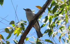Colluricincla harmonica harmonica