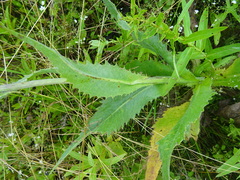 Cirsium canum