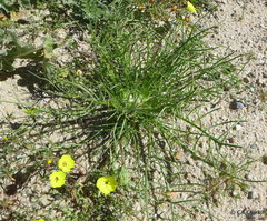 Malacothrix glabrata