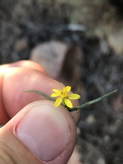 Gutierrezia californica