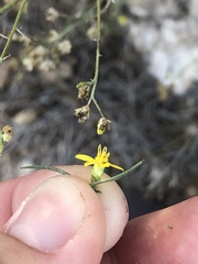 Gutierrezia californica