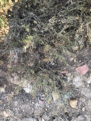 Gutierrezia californica