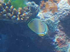 Chaetodon lunulatus