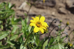 Flourensia thurifera