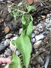 Pluchea odorata odorata