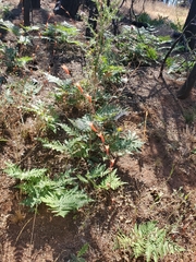 Clarkia