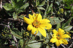 Flourensia thurifera