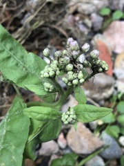 Pluchea odorata odorata