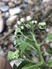 Pluchea odorata odorata