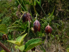 Calochortus cernuus
