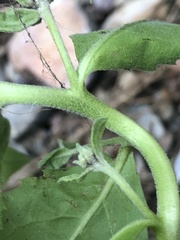 Pluchea odorata odorata