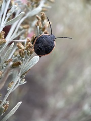 Chlorochroa