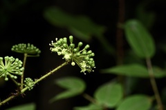 Aralia spinifolia