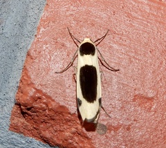 Thysanoptyx tetragona