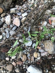 Pluchea odorata odorata