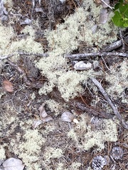 Cladonia portentosa