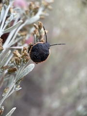 Chlorochroa