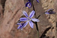 Pasithea caerulea