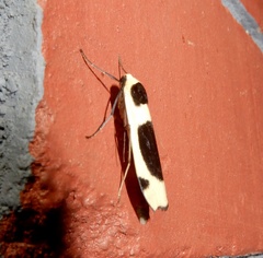 Thysanoptyx tetragona