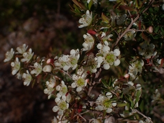 Leptospermum polygalifolium
