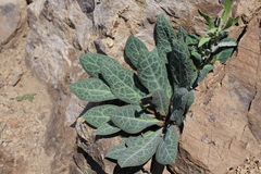 Cistanthe grandiflora