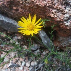 Xanthisma spinulosum