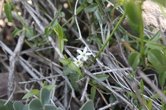 Diplolepis geminiflora