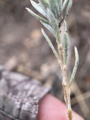 Tetradymia