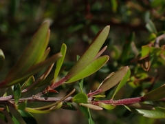 Leptospermum polygalifolium