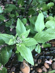 Pluchea odorata odorata