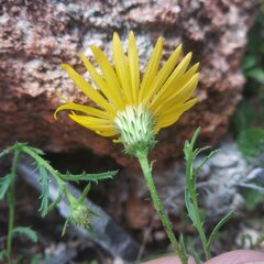 Xanthisma spinulosum