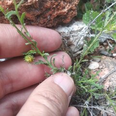 Xanthisma spinulosum