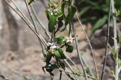 Diplolepis geminiflora