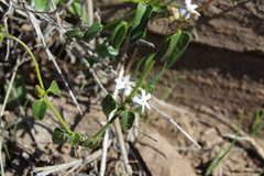 Diplolepis geminiflora