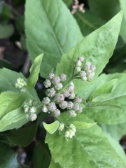 Pluchea odorata odorata