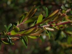 Leptospermum polygalifolium