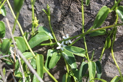 Diplolepis geminiflora