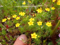 Leptosiphon acicularis