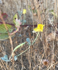 Eschscholzia californica