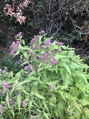 Pluchea odorata odorata