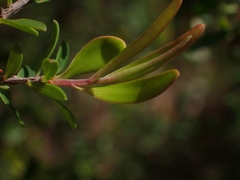 Leptospermum polygalifolium