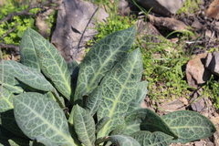 Cistanthe grandiflora
