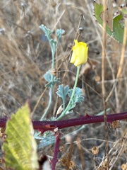 Eschscholzia californica