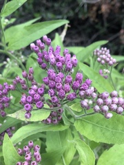 Pluchea odorata odorata