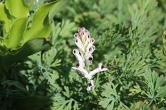 Fumaria agraria