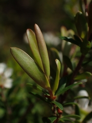 Leptospermum polygalifolium